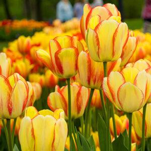 Antoinette Multi-fowering Tulips