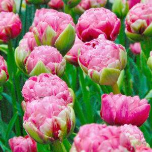 Bull's Eye Double Late Peony Tulip