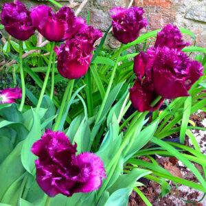 Feathered Fascination Fringed Tulips