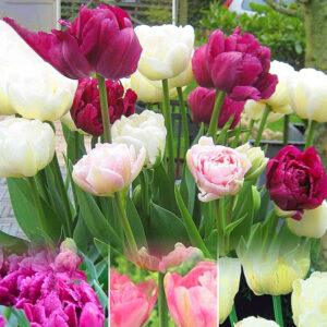 Heart's Desire Double Early Tulips