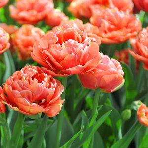 Joyful Hearts Double Early Tulip