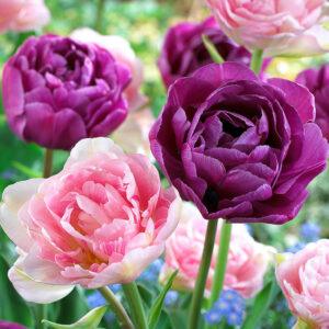 Pink Mix Double Late Tulip Bulbs
