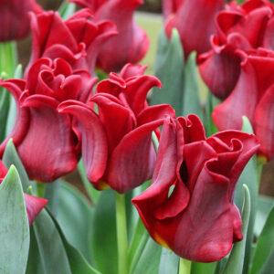 Red Dress Crown Tulip