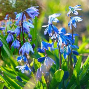 Scilla Siberica