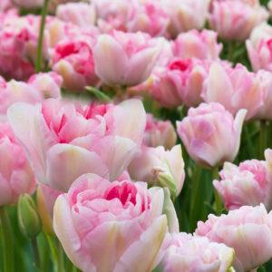 sweet desire double late peony