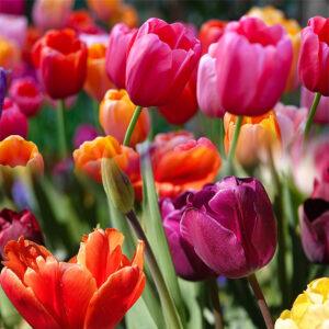 sweet english rose tulip