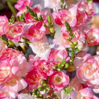 ​​Freesia bulbs