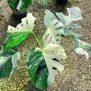 Monstera Albo Variegated1 4-9Leaf 60*20*20 CM
