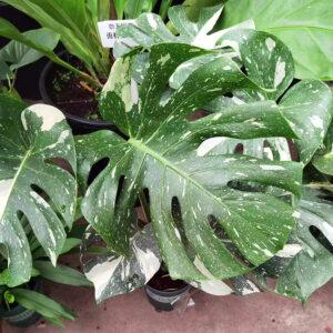 Monstera Albo Borsigiana1 4-9Leaf 70*20*20 CM