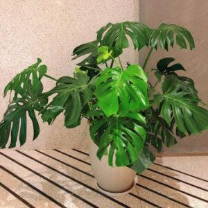 Monstera Deliciosa 6+Leaf 70*20*20 CM